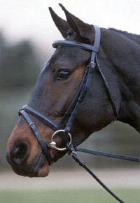 Kincade Flash Bridle with Reins