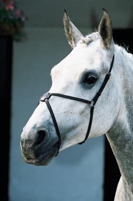 JHL Mexican Grackle Noseband