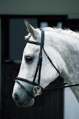JHL Flash Bridle with Reins