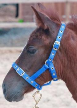 JHL Adjustable Foal Headcollar