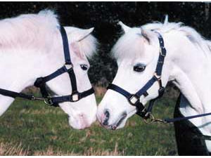 Aerborn Cushion Web Small Pony Headcollar 