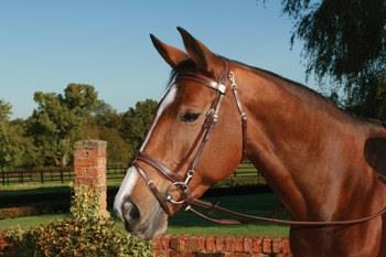JHL Pro Training Bridle