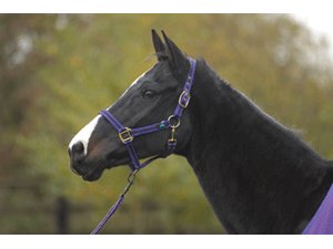 Hy Soft Webbing Head Collar