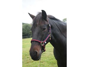 Aerborn Cushion Web Headcollar 