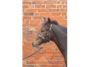 Hy Leather Foal Head Collar