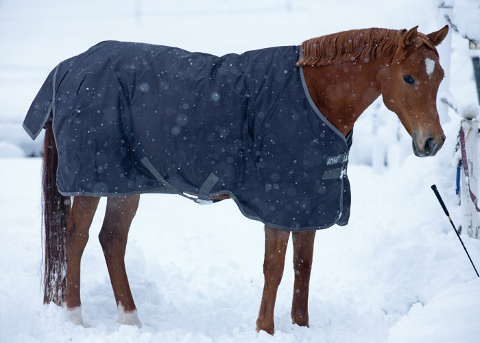 Horseware Amigo 600d Pony Medium Turnout Rug