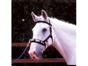 Aerborn Cushion Web Lunge Cavesson