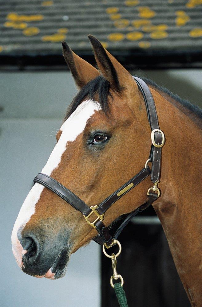 JHL Leather Headcollar