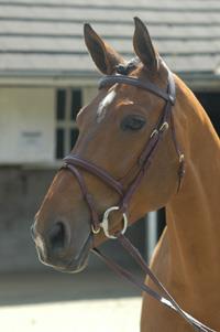 JW1 Deluxe Flash Bridle with Reins