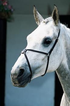 JHL Mexican Grackle Noseband