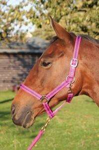 JHL Standard Headcollar 