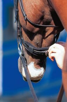 Prolite Bridle/ Noseband/ Curb Chain Relief Pad