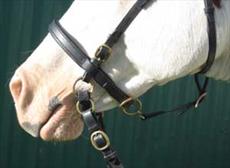 Light Rider Bitless Noseband (Bitless Bridle)