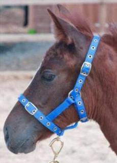 JHL Adjustable Foal Headcollar