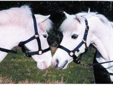 Aerborn Cushion Web Small Pony Headcollar 