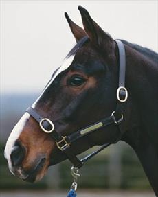 Fine Leather Headcollar