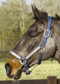 Mark Todd Padded Headcollar