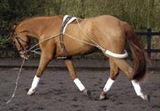 Essential Training System