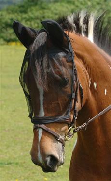 Net Relief Riding Mask