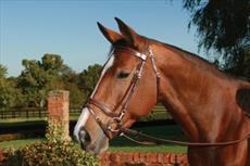 JHL Pro Training Bridle
