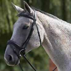 JHL Pro Dressage Bridle