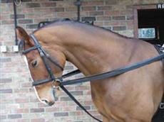 Aerborn Draw Reins
