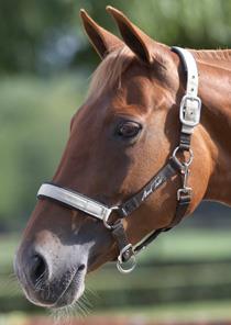 Mark Todd Headcollar