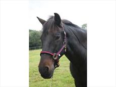 Aerborn Cushion Web Headcollar 