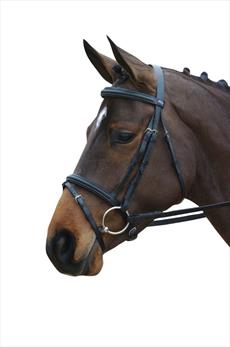 Collegiate Flash Bridle