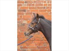 Hy Leather Foal Head Collar