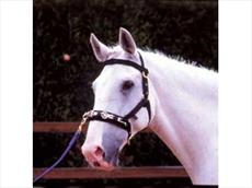 Aerborn Cushion Web Lunge Cavesson