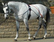 John Whitaker Training Aid System