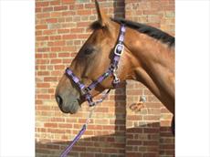 Hy Horse and Pony Christmas Headcollar Set