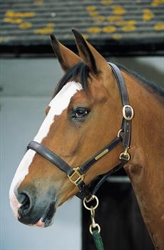 JHL Leather Headcollar