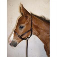 Hy Leather Foal Slip