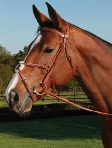 Mark Todd Deluxe Grackle Bridle