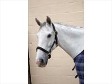 Hy Classic Head Collar