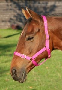 JHL Orion Headcollar