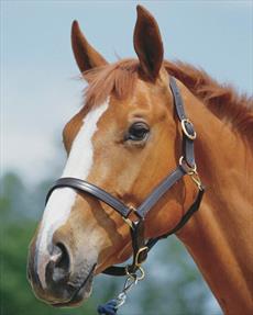 Triple Stitch Leather Headcollar