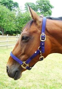 JHL Padded Headcollar