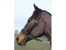 Aerborn Lead Safe Headcollar 