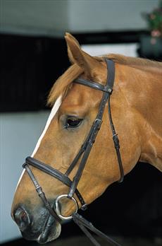 JHL Pro Flash Bridle with Reins