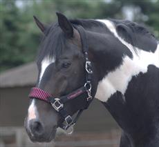 Cottage Craft Fleece Padded Headcollar