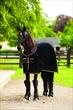 Horseware Rambo Grand Prix Helix Sheet