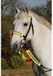 Luna Rider Reflective 4 Piece Bridle Kit