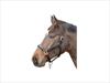 Cottage Craft Bling Headcollar