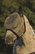 Horseware Rambo Amigo Fly Mask 