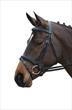 Collegiate Flash Bridle