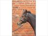 Hy Leather Foal Head Collar