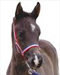 Roma Foal Headcollar